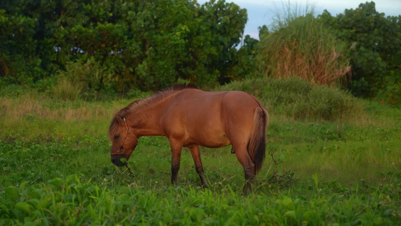 A static shot of a brown horse grazing in a vibrant green field surrounded by tall grasses and trees under the sunset light near the Mauban Port, Quezon Province Philippines
