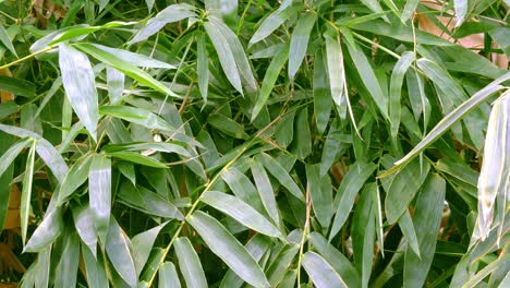 Tropical-green-waving-bamboo-tree-branch-blowing-in-wind-natural-relax-background-concept-with-sunlight,-abstract-and-bokeh