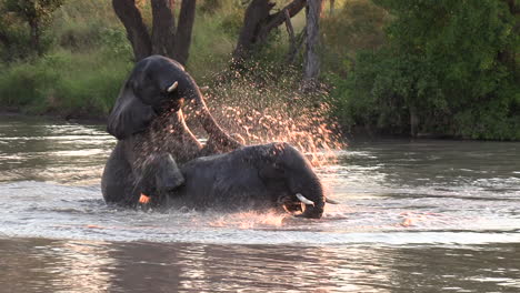 Pair-of-elephants-play-and-climb-on-each-other-in-large-river-at-golden-hour,-light-shimmers-on-wet-skin