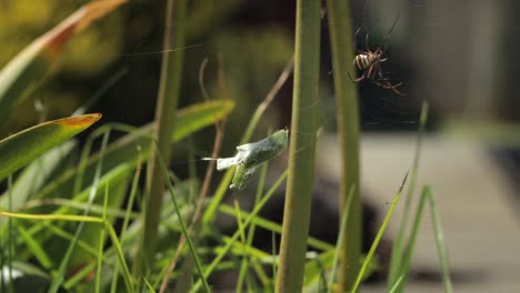 Araña-Cruzada-De-San-Andrés-Envolviendo-Una-Mantis-Religiosa-Atrapada-En-La-Web-Durante-El-Día-Soleado-Australia-Victoria-Gippsland-Maffra