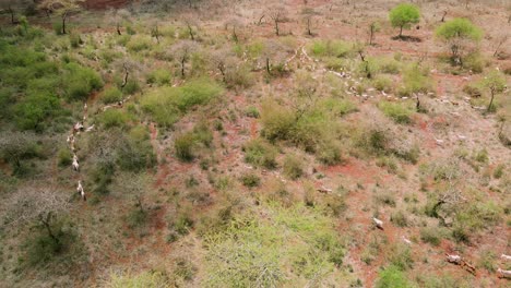 rebaño de cabras en pastos áridos, agricultura tradicional en el sur de kenia, vista aérea