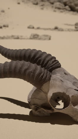 animal skull in the desert