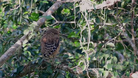 The-Buffy-Fish-Owl-is-a-big-owl-and-yet-the-smallest-among-the-four-Fish-Owls