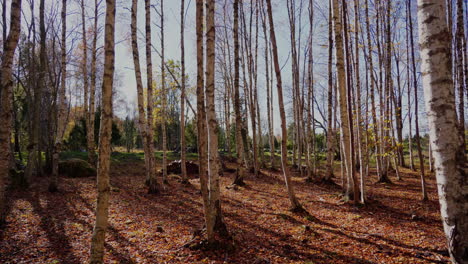 Walking-between-birch-trees-on-a-clear-autumn-day