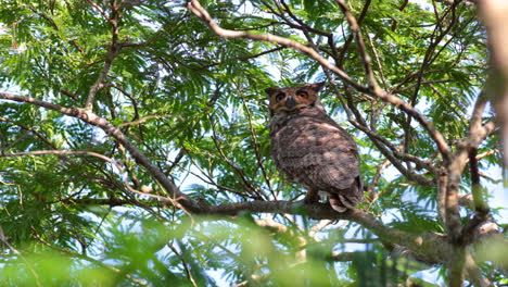 Bolivian-Tropical-Great-Horned-Owl-perched-in-a-tree-in-daylight