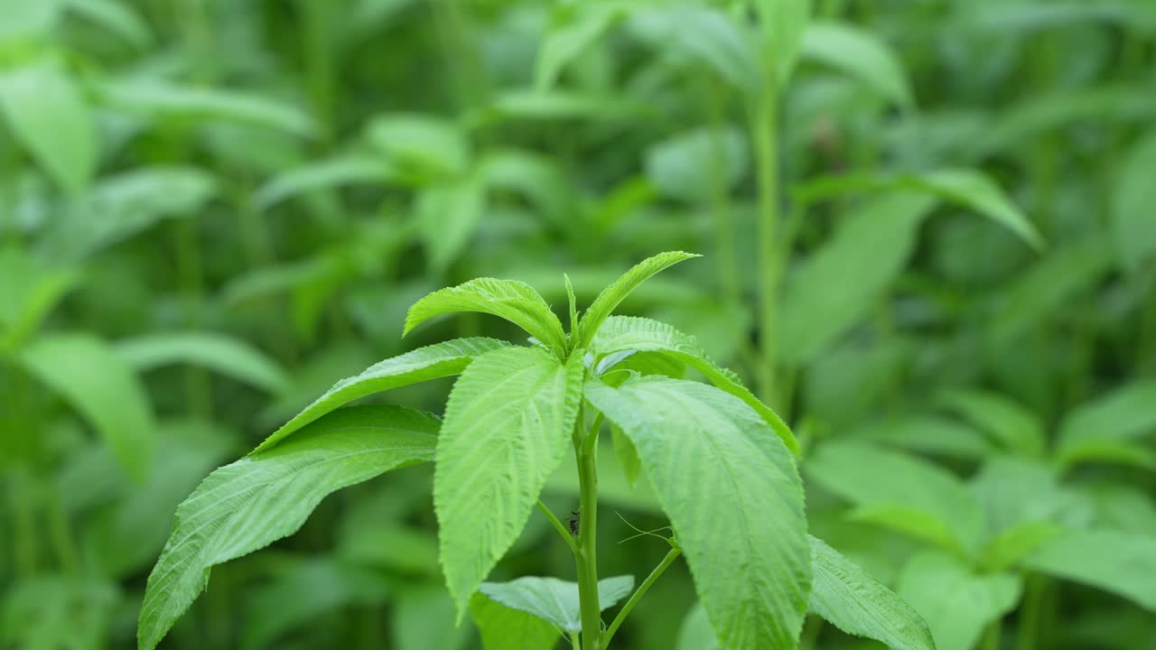 Jute has been cultivated in vast fields.
