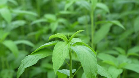 jute has been cultivated in vast fields.