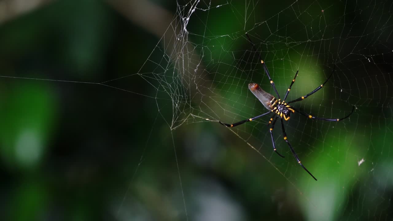 먹잇감이 웹에 착지하기를 기다리는 황금 실크 오브 위버 거미