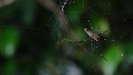 La-Araña-Tejedora-De-Orbe-De-Seda-Dorada-Esperando-Que-La-Presa-Aterrice-En-Su-Web