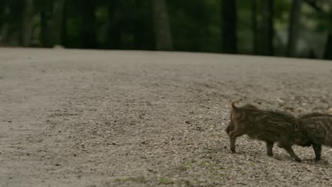 Wildschwein-Ferkel-Spiel-Kampf-Hebt-Seine-Geschwister-Vom-Boden-Ab