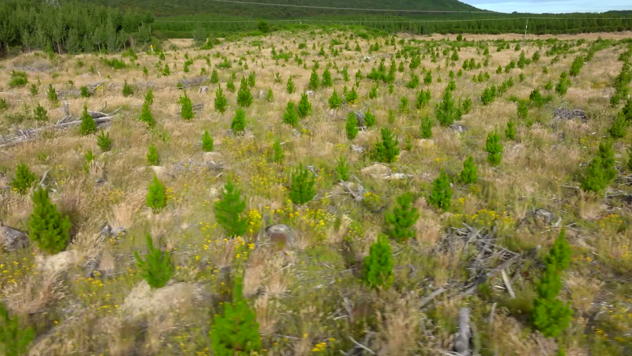 New Zealand's landscape of pine trees planted in neat rows