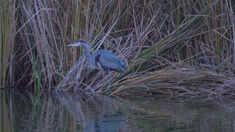 great blue heron wading along the edge of a river or lake hunting for prey