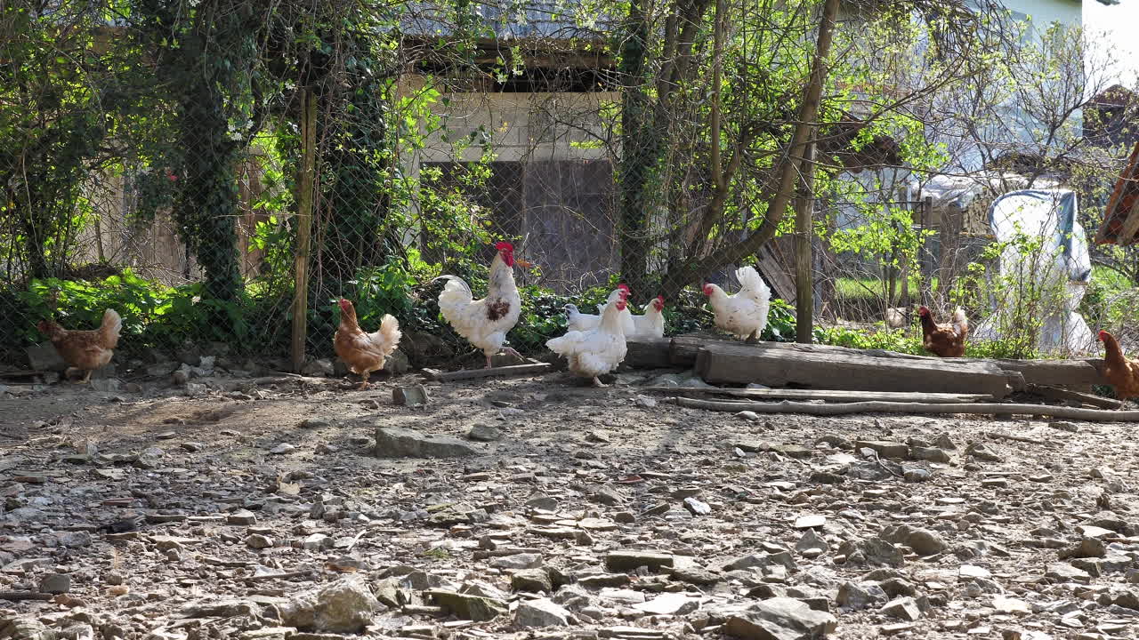 Bir çitin arkasında, bir çiftlikte kahverengi ve beyaz tavuklar ve beyaz bir horoz, 4K çekim.