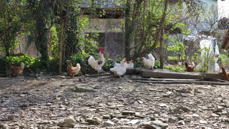 Brown-and-white-hens-and-a-white-rooster-on-a-farm-behind-a-fence-shot-in-4K