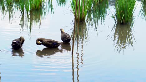 In-Den-Flüssen-Oder-Lagunen-Der-Parks-Von-Tokio-Sieht-Man-Häufig-Enten-Allein-Oder-In-Gruppen,-In-Diesem-Fall-Eine-Gruppe-Von-Enten,-Die-Sich-In-Einem-See-In-Der-Nähe-Der-Reisfelder-Des-Kitayama-parks-Putzen