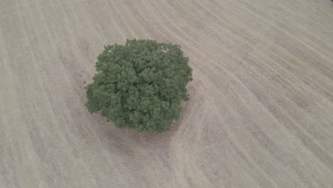 aerial-view-of-an-alone-oak-in-a-field