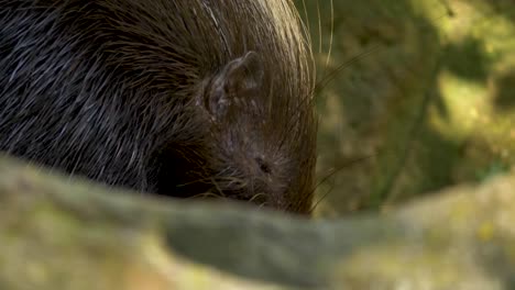 cape porcupine hiding behind rock, gnawing - long closeup