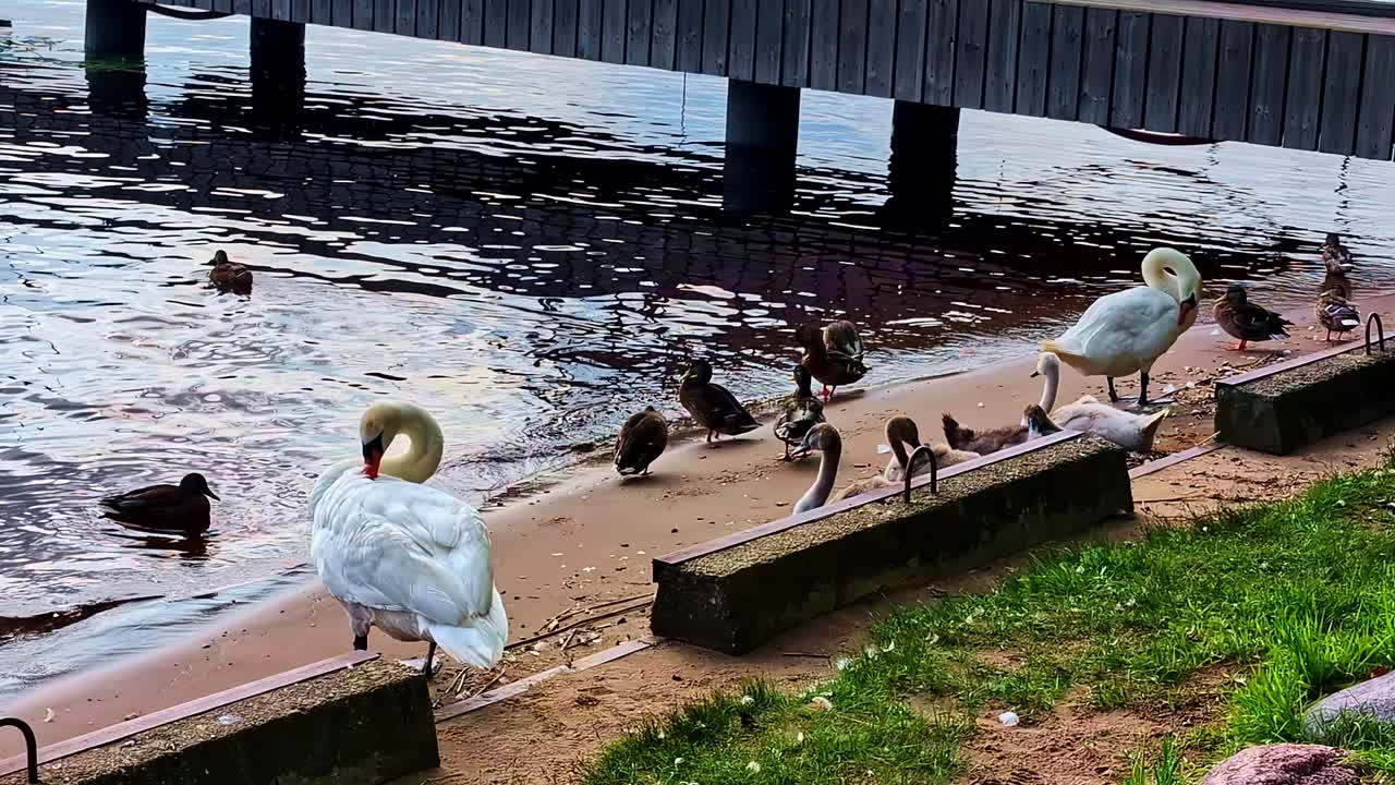 Swans and ducks are seen on the shore of an urban beach, blending wildlife with the city of Riga