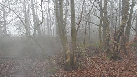 apocalipsis del bosque árboles desnudos del bosque en un denso y espeso humo de niebla atmosférica brumosa