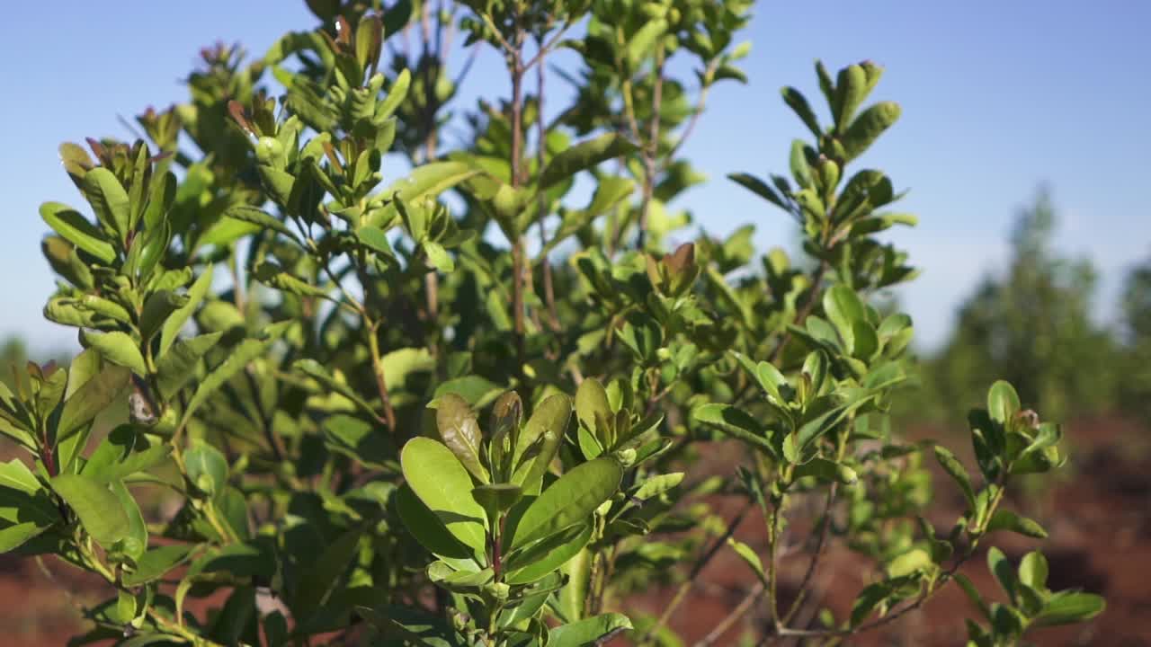 toma de grúa de la planta de yerba mate que crece en una gran plantación argentina