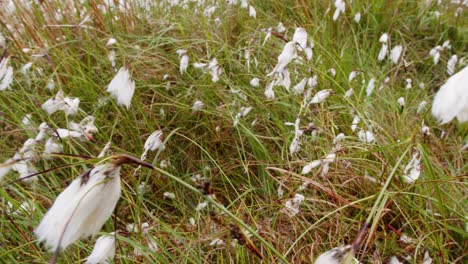 close up shot of the bog cotton plant on a peatland on the isle of lewis