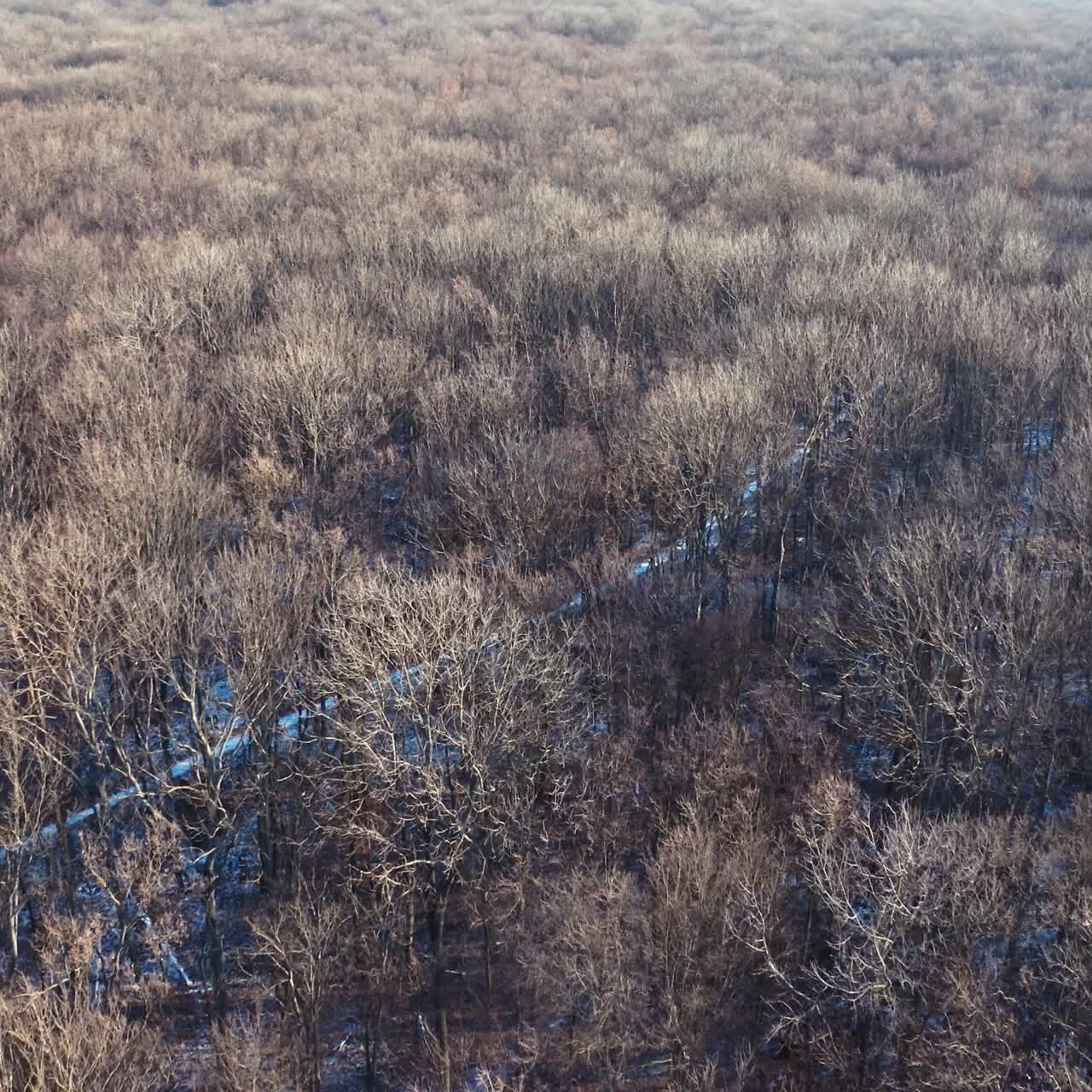 Brown trees in forest. Flight over the forest without leaves. Naked trees with no leaves. Nature background. Top aerial view.