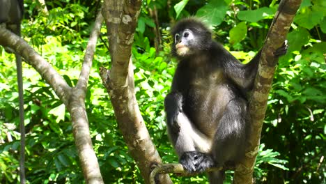 dusky leaf or spectacled monkey relaxing perched on tree in langkawi island, malaysia