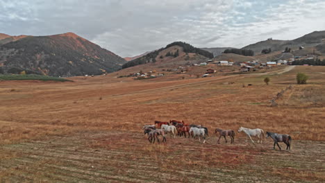 herd of horses in their natural habitat