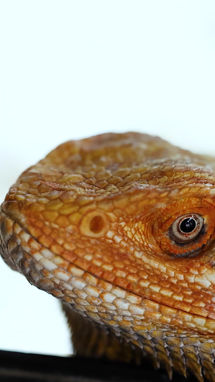 Un drago barbuto rimane immobile in un primo piano ravvicinato, illuminato da un'illuminazione da studio morbida e uniforme su uno sfondo bianco pulito, con un movimento minimo della fotocamera.