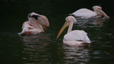 Group-of-pelicans-hunting-together-with-flapping-their-wings,-waterfowl