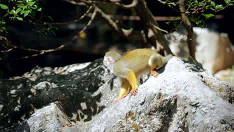 close-up of squirrel monkeys in a tropical rainforest jungle