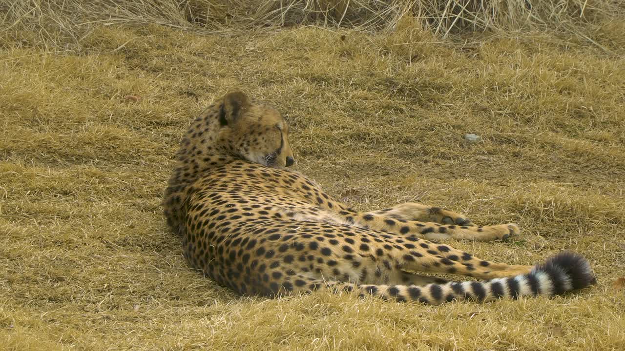 guepardo relajándose en un montículo de hierba durante el día, en el masai mara, kenia
