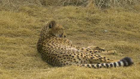 Guepardo-Relajándose-En-Un-Montículo-De-Hierba-Durante-El-Día,-En-El-Masai-Mara,-Kenia