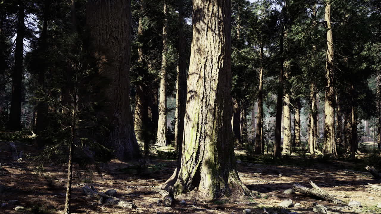 Tall trees create a serene atmosphere in a dense forest setting