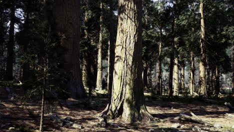tall trees create a serene atmosphere in a dense forest setting