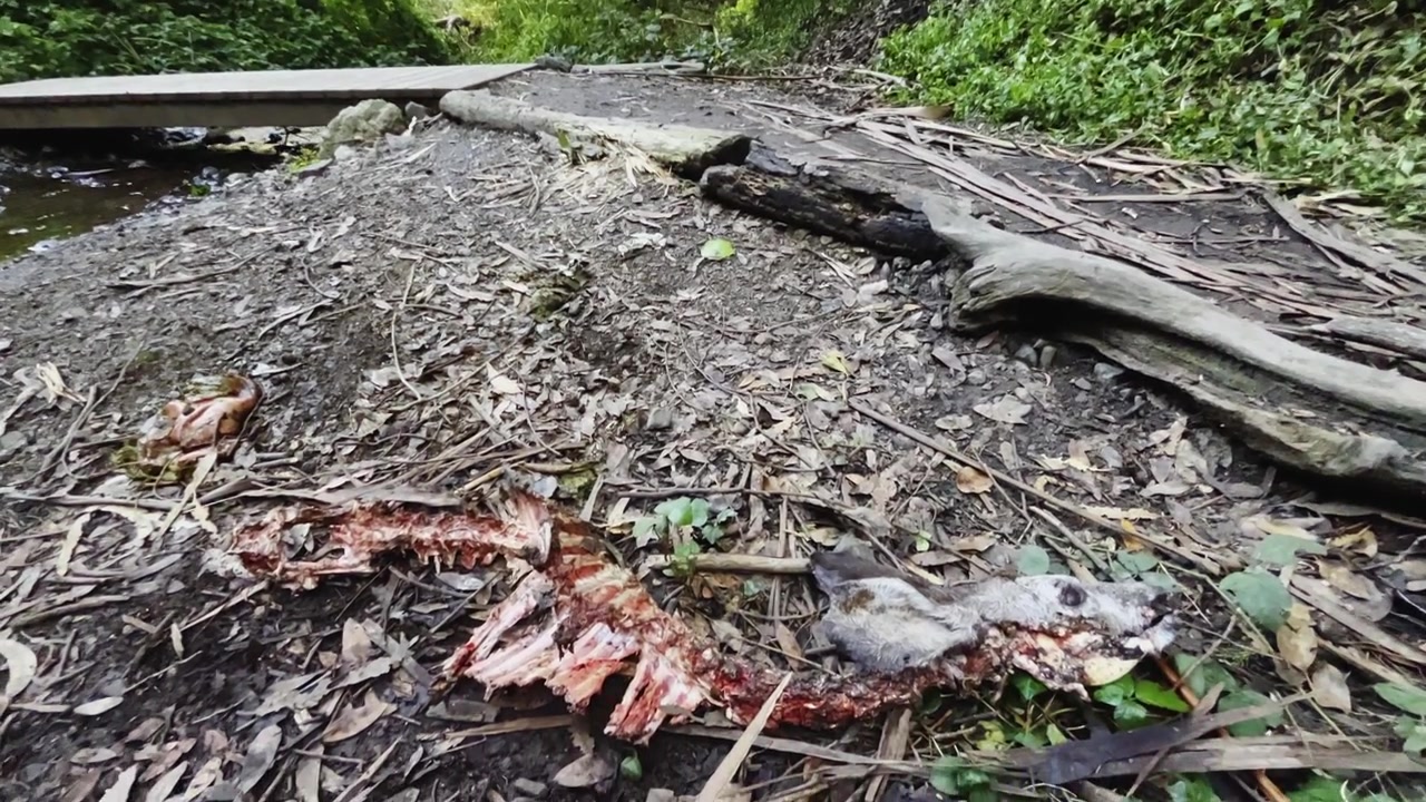 Carcassa di cervo su un letto di foglie secche accanto a un ruscello, con un ponticello di legno