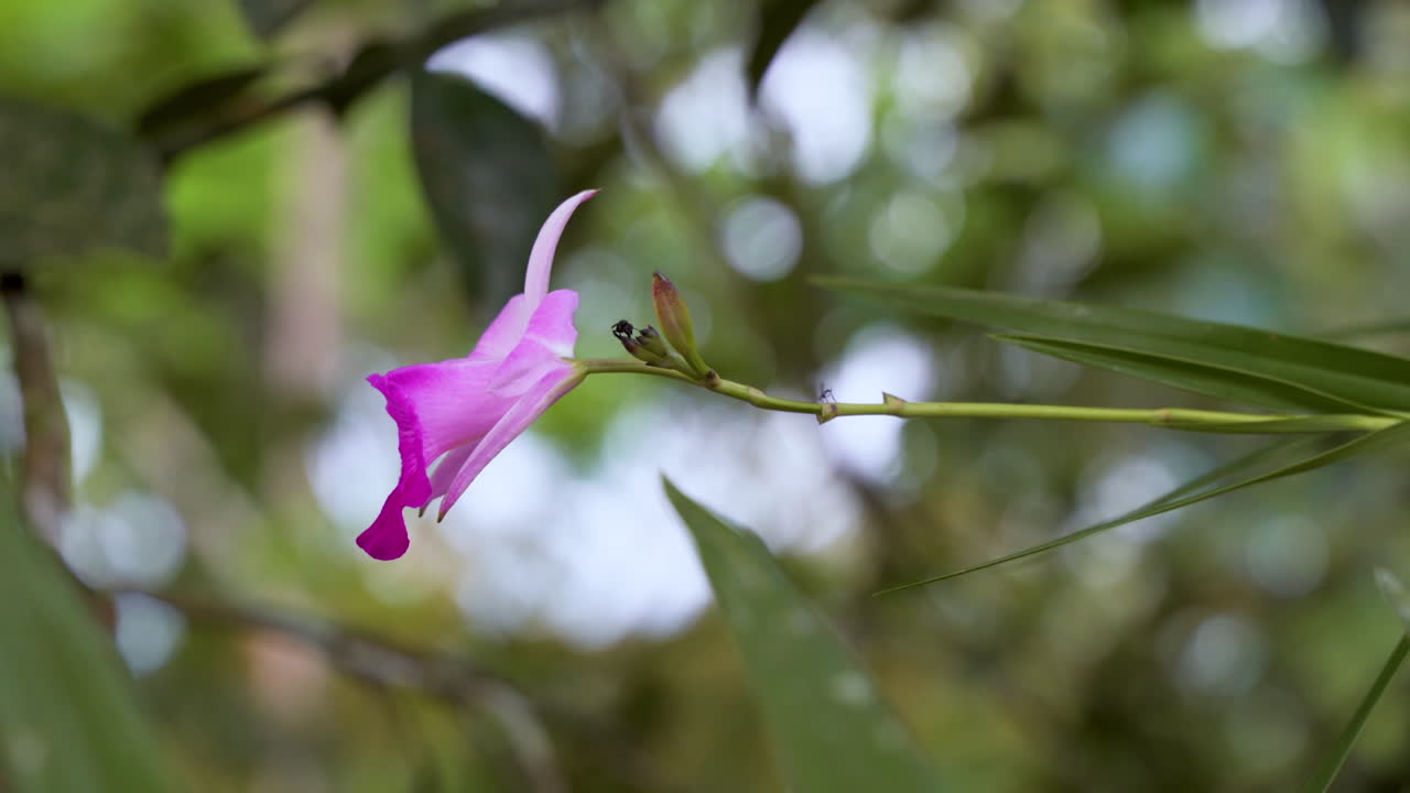 primer plano macro de especies de orquídeas coloridas que crecen en la selva profunda de ecuador, 4k - especies de sobralia en prores
