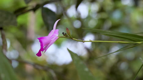 macro close up of colorful orchid species growing in deep jungle of ecuador,4k - sobralia species in prores