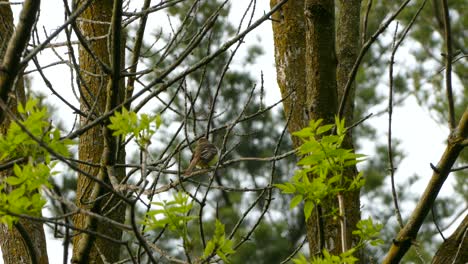 Exotic-brown-bird-sits-in-tree-on-a-little-branch