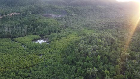 Dichter-Wald-Aus-Kokospalmen-Und-Mangrovensümpfen-Vor-Aussichtsplattform-Auf-Der-Insel-Siargao,-Philippinen