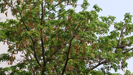 time-lapse of a tree canopy changing over time