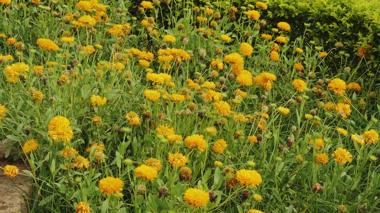 Composizione statica ampia che mostra un'aiuola densa piena di Gaillardia a fiore doppio in fiore, creando una vivace esposizione floreale naturale.