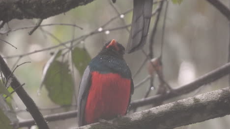 colorido pájaro trogón de cola negra mirando a su alrededor a través de las ramas de los árboles, bajo fuertes lluvias en un bosque tropical