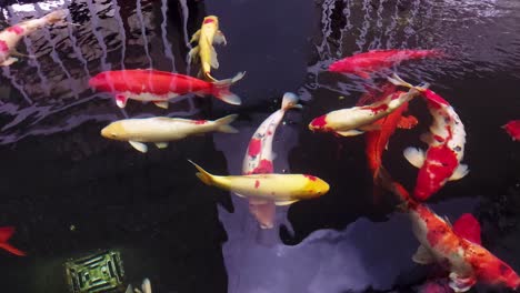 la gran variedad colorida y elegante de peces koi ornamentales en el estanque con reflejos de sombras de luz en el agua