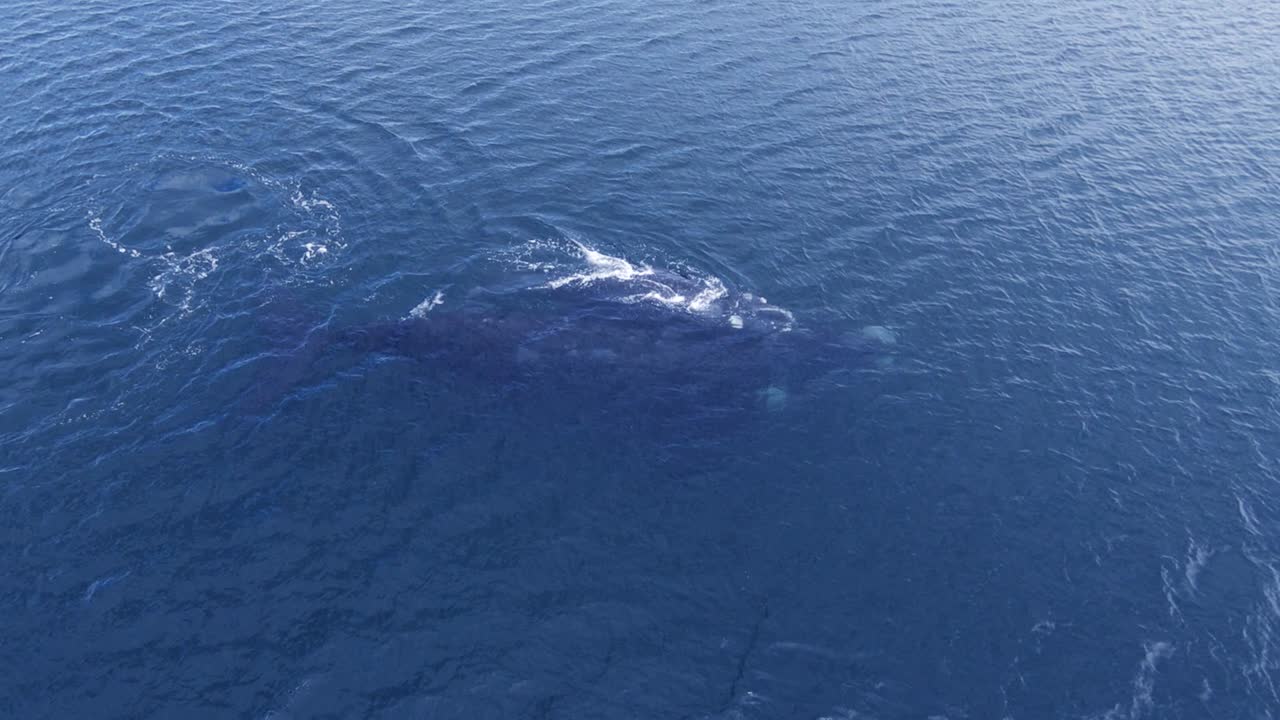 잔잔한 바다에서 어미 위에서 노는 아기 고래 - 공중 측면 샷