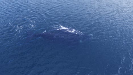 Ballena-Bebé-Jugando-Encima-De-La-Madre-En-El-Mar-En-Calma---Toma-Lateral-Aérea