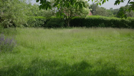 un prado verde sereno con árboles exuberantes y cielos despejados