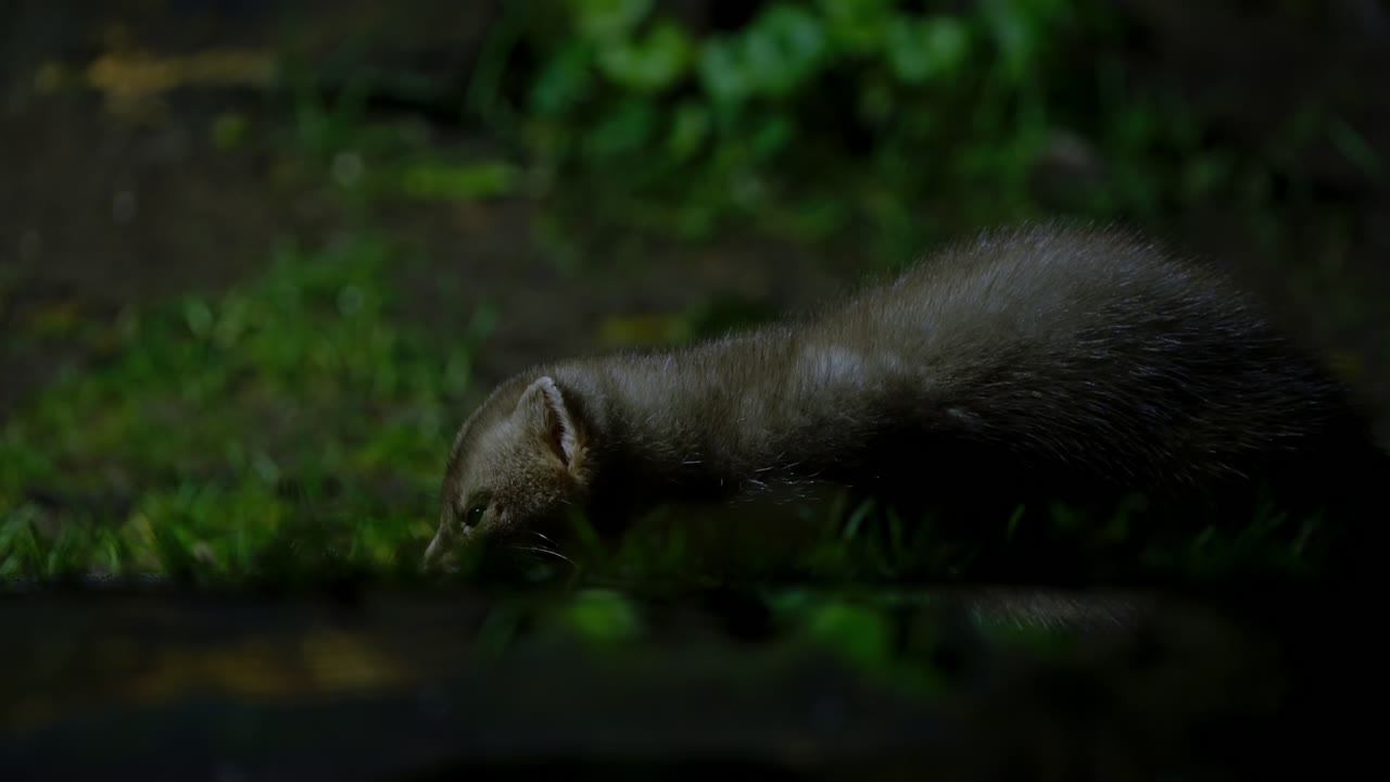 A resting beech marten lying on a mossy log in the quiet nighttime forest of Drenthe, Netherlands