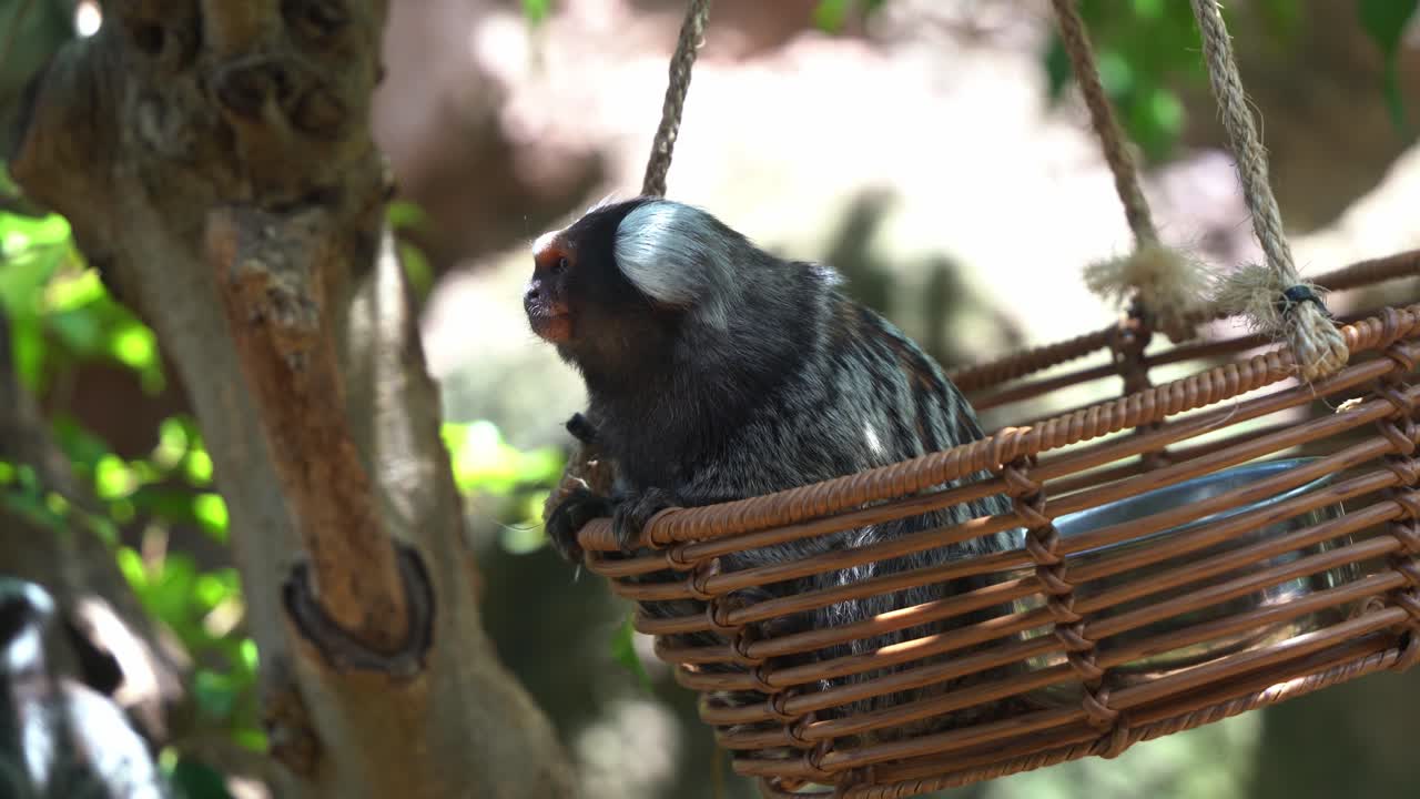 pequeño tití común, callithrix jacchus sentado en una cesta de bambú oscilante, curiosamente preguntándose por el medio ambiente, especies animales nativas de américa del sur