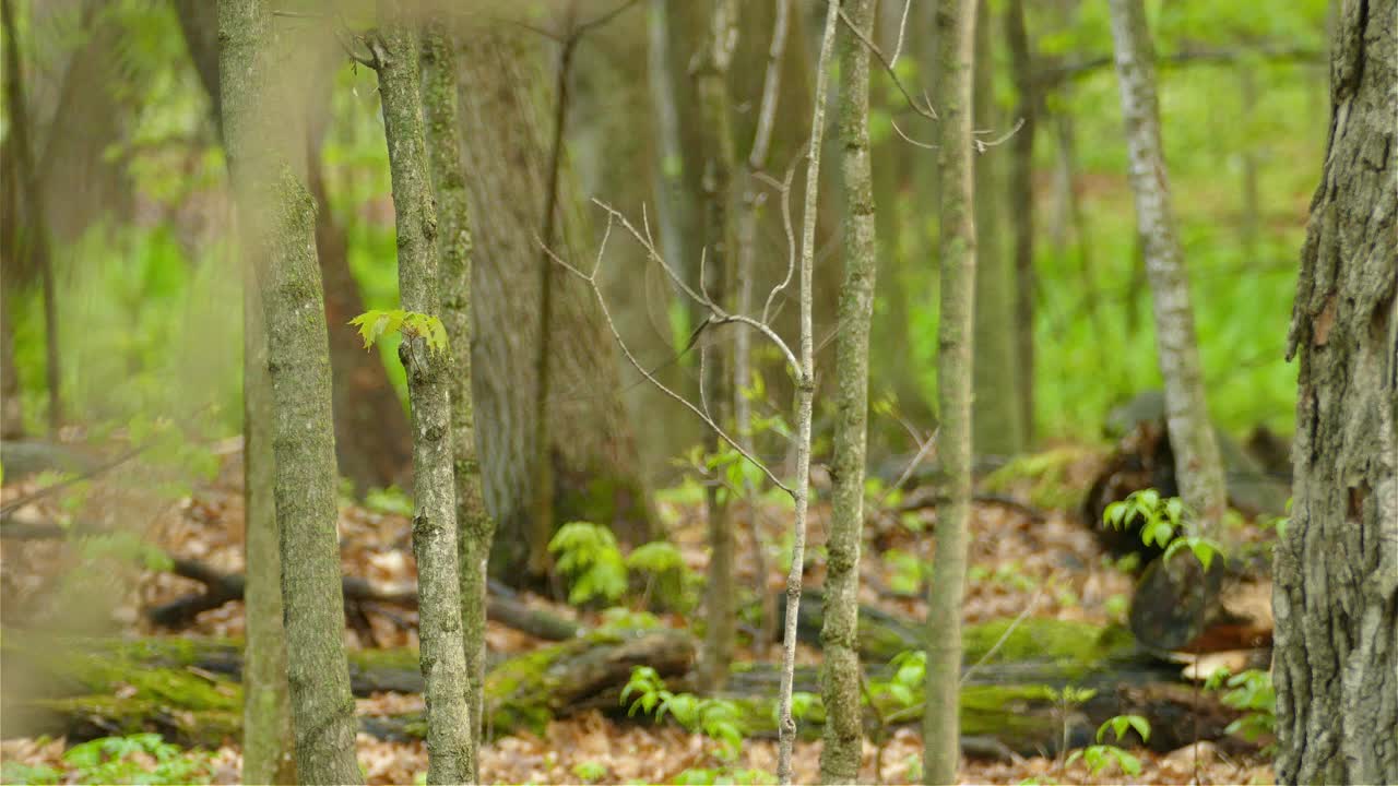 un pájaro juguetón revoloteando lejos de una rama seca de un árbol dentro del bosque